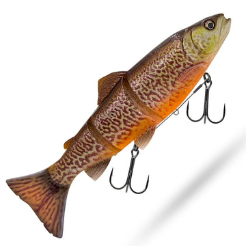 Tiger Trout