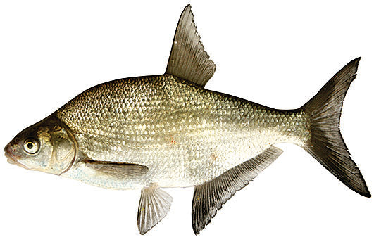 Särkien fileeraus (kokoluokassa 100–600 g) - Happy Angler