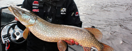 Hauen uistelu keväällä - toukokuu on haukiuistelun juhla-aikaa! - Happy Angler