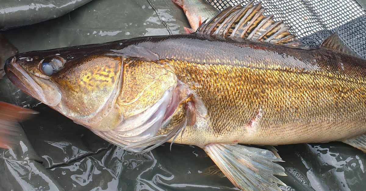 Heinä- ja elokuu ovat kuhakuukausia! - Happy Angler