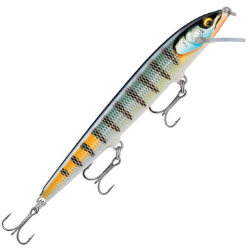 Gilded Blue Gill