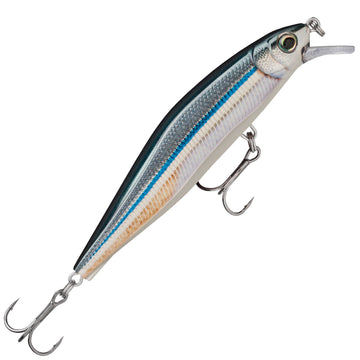 Anchovy