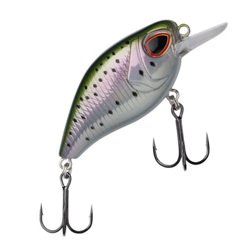 Rainbow Trout