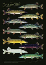 Sakke Yrjölä Hauen Variaatiot juliste - Happy Angler