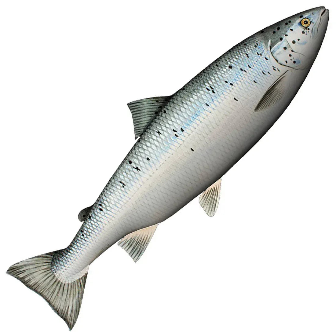 Fladen Lohi 60 cm pehmokala - Happy Angler