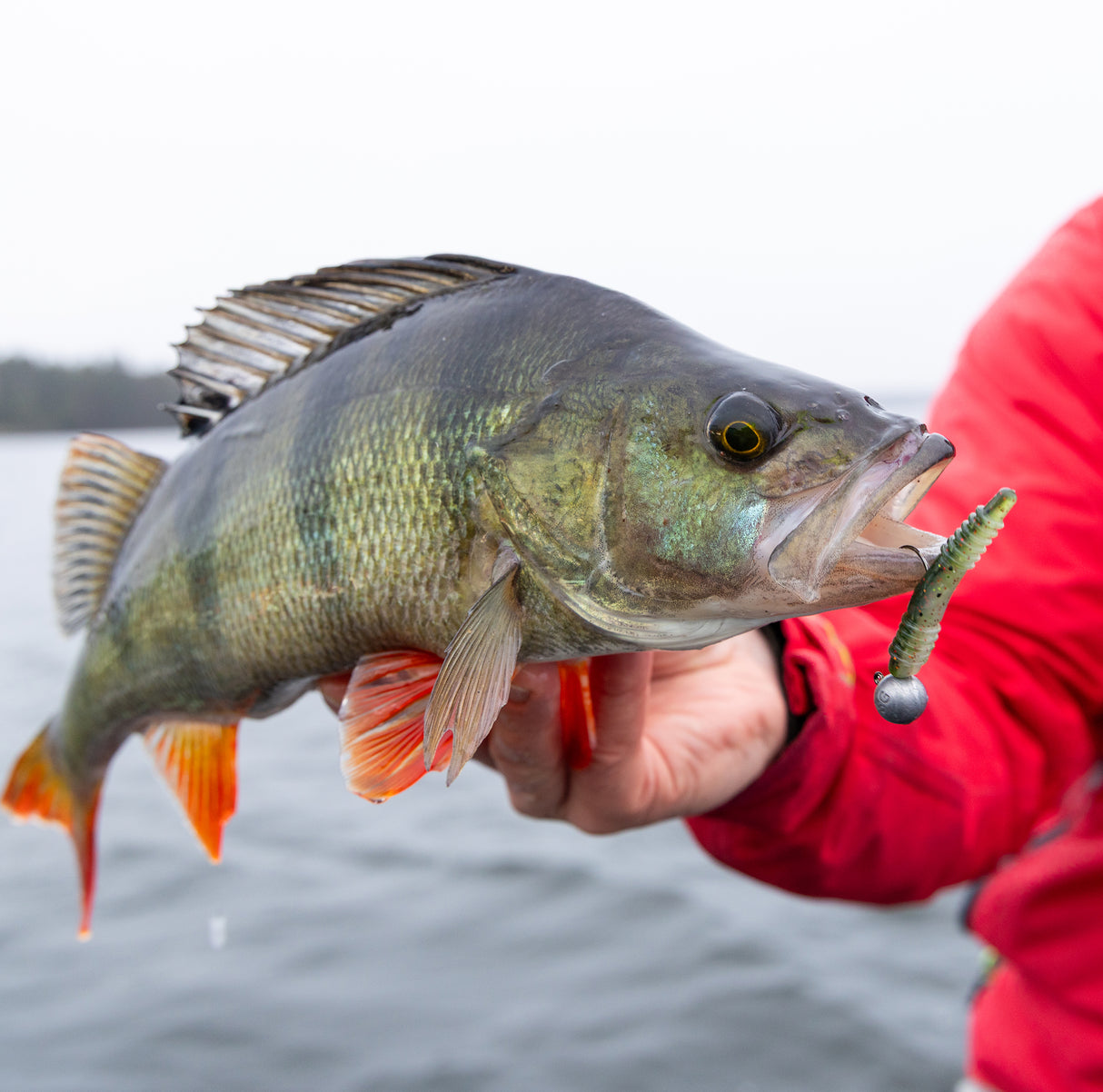 Kuore Log 5 cm Jig 5-Pack