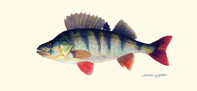 Sakke Yrjölä Ahven juliste - Happy Angler