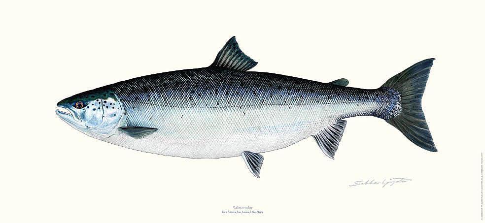 Sakke Yrjölä Salmon Poster