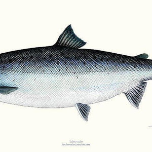 Fishing Gifts and Fishing Books