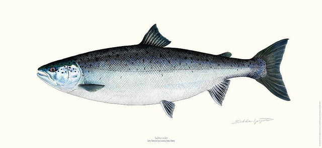 Sakke Yrjölä Lohi juliste - Happy Angler