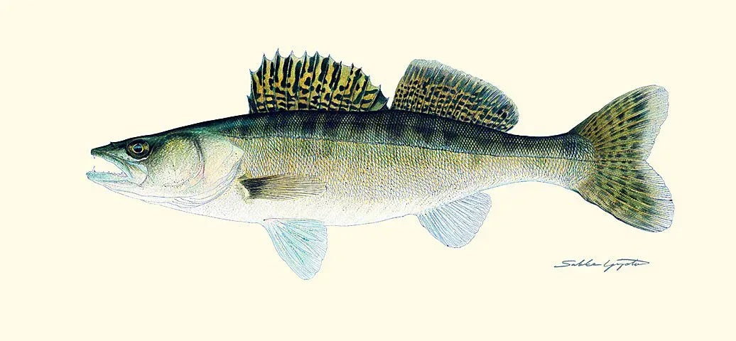 Sakke Yrjölä Kuha juliste - Happy Angler