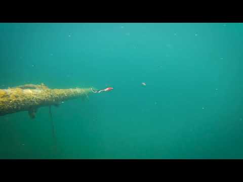 Westin BullTeez Curltail 27 cm Jig