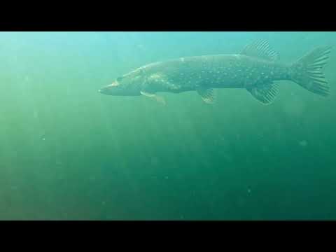 PulzBait Rigz Spinning 15 cm 2-Pack